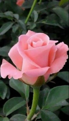 Ramo Funerario 7 Rosas Rosadas, Rosas para el Tanatorio, Ramo de Flores para dar Condolencias, Ramos Funerarios para Oviedo, Flores para Difuntos